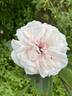 Dragon's Teeth rose photo