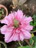 Amaravathi Nymph™ rose photo