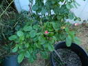 FIAPMC rose photo