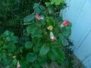FIAPMC rose photo