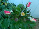 FIAPMC rose photo