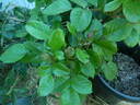 FIAPMC rose photo