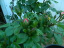 FIAPMC rose photo