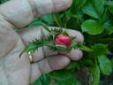 FIAPMC rose photo