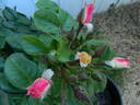 FIAPMC rose photo