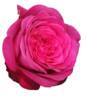 Parfum de Honfleur rose photo