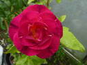 Ile de Fleurs ® rose photo