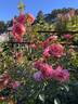 Peach Melba rose photo