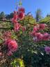 Peach Melba rose photo