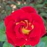 Ketchup rose photo