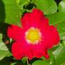 Screaming Neon Red rose photo