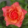 Tequila Supreme rose photo