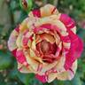 Daring Spirit™ rose photo