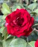 AC Navy Lady rose photo