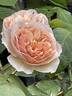 Sweet Juliet rose photo