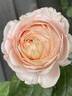 Tropicana rose photo