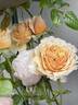 Tropicana rose photo