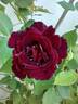 Guinée rose photo