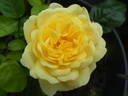 Yellow Meilove rose photo