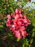 Ibisco rose photo