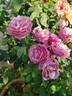 Dogaressa rose photo