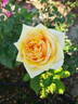 Golden Tower rose photo