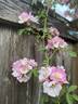 Kew Rambler rose photo