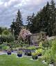 Kew Rambler rose photo