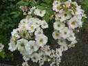 August Deusser rose photo