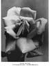 Muriel Grahame rose photo