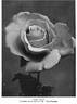 Bessie Brown rose photo