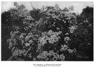 Garland rose photo