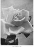 White Maman Cochet rose photo