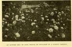 Prince de Bulgarie rose photo