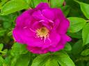 Logafold rose photo
