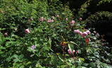 Queen Anne rose photo
