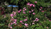 Portmeirion rose photo