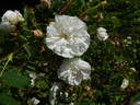 Comtesse de Murinais rose photo