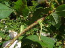 Comtesse de Murinais rose photo