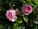 Queen Anne rose photo