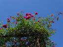 Alexandre Girault rose photo