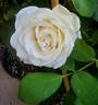 Paloma Blanca rose photo
