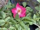 Brindabella Red Empress™ rose photo