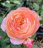Rosomane Janon ® rose photo