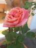 Tereza rose photo