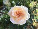 Chateau Versailles rose photo