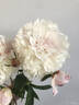 Eugénie Verdier peony photo