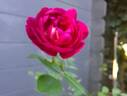Roxy™ rose photo
