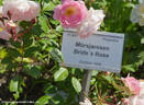 Mörsjaroos rose photo