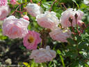 Mörsjaroos rose photo